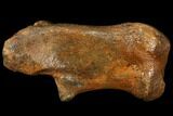 Fossil Horse Bone (Calcaneous) - Rhine River, Germany #111899-1